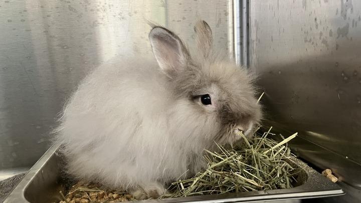 Proof, adopted, Adult Male Lionhead.