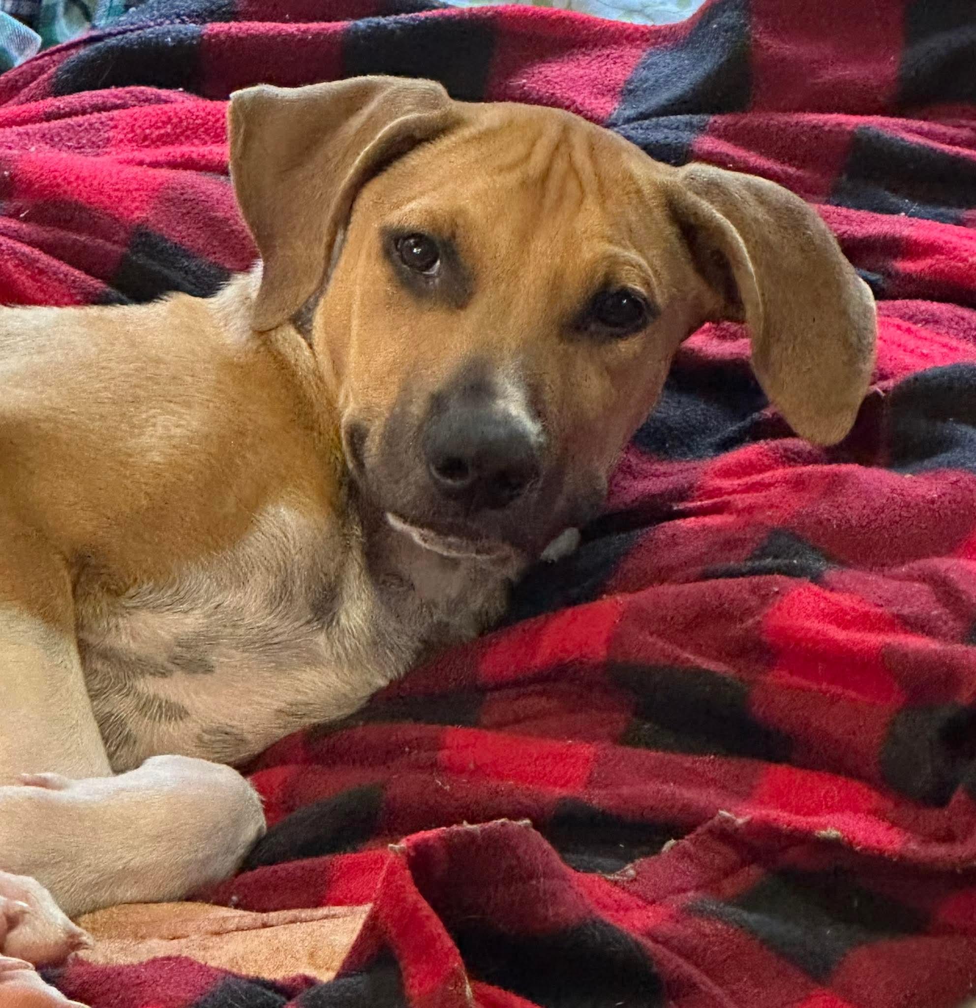 Enlarge Major, a ADOPTABLE mixed breed in Okemah, OK image 2/3