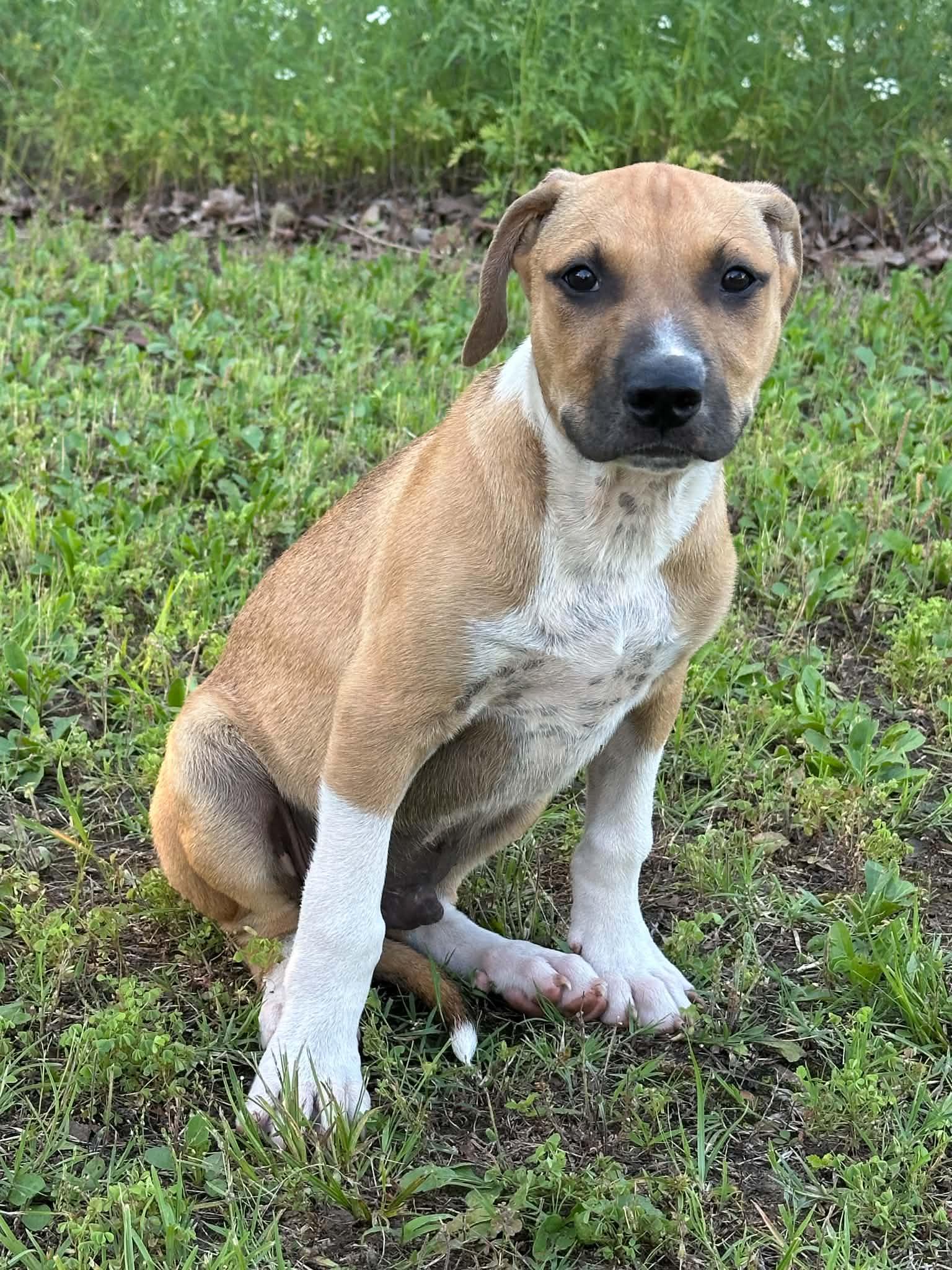 Enlarge Major, a ADOPTABLE mixed breed in Okemah, OK image 1/1