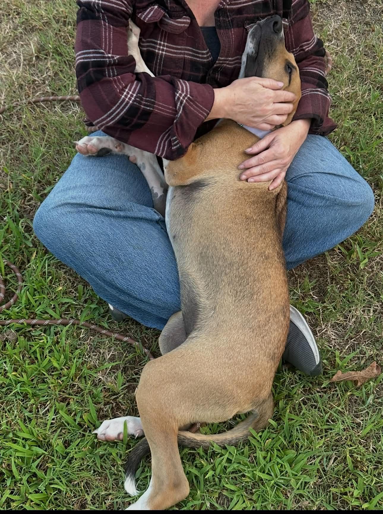 Major, a ADOPTABLE mixed breed in Okemah, OK image 6/6