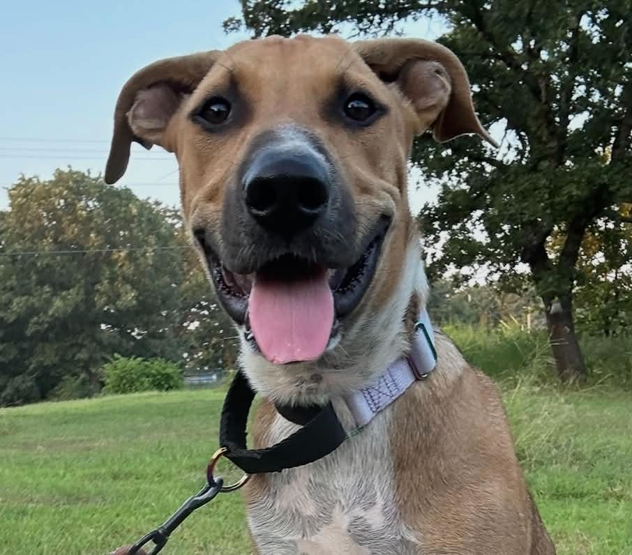 Major, ADOPTABLE, Puppy Male Mixed Breed.