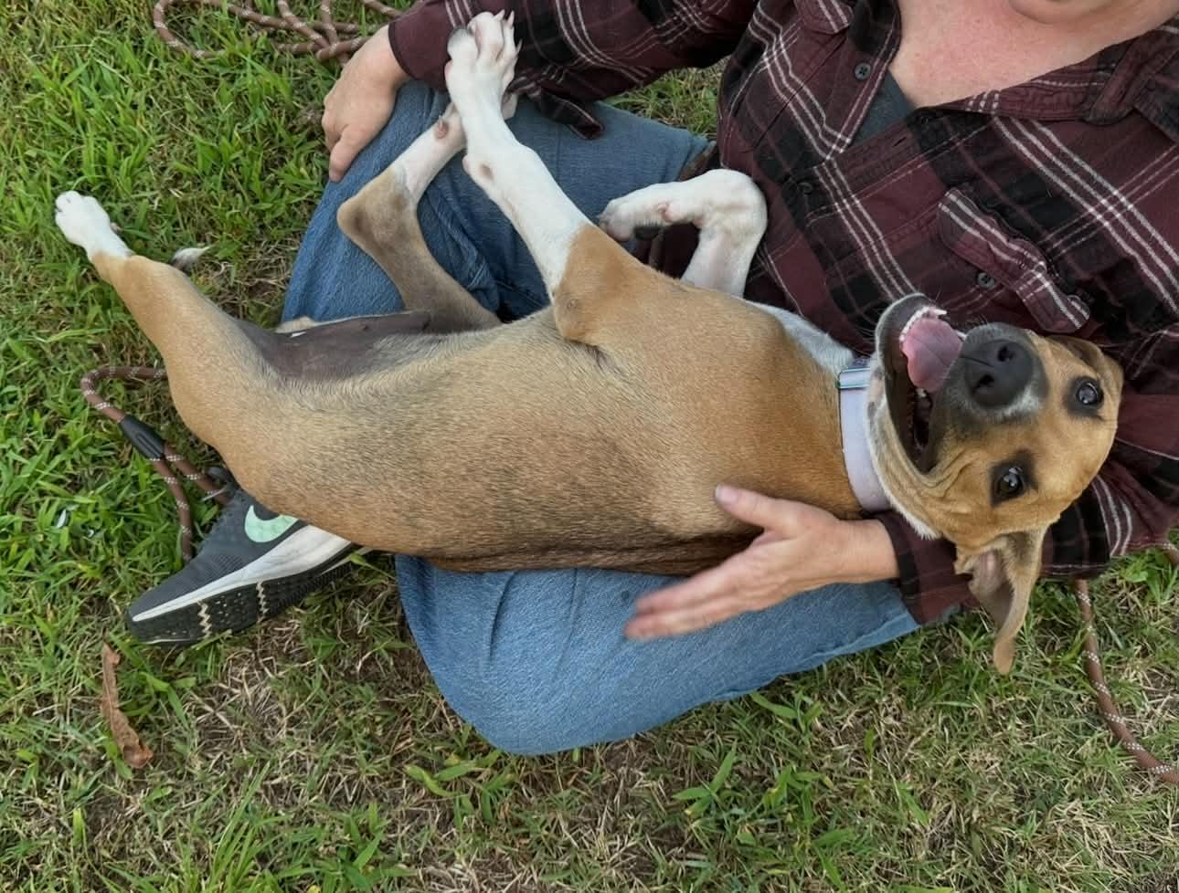 Major, a ADOPTABLE mixed breed in Okemah, OK image 5/6