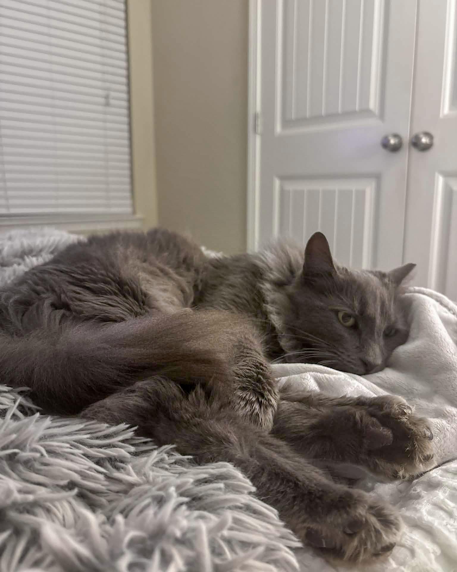 Enlarge Sebastian, a ADOPTABLE Domestic Medium Hair in Bishop, GA image 3/3