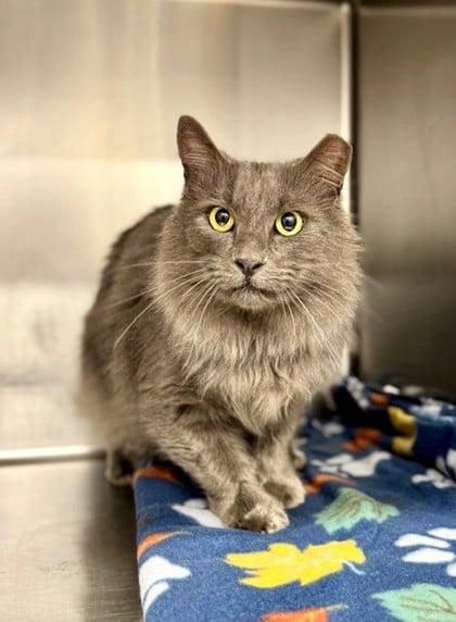 Enlarge Sebastian, a ADOPTABLE Domestic Medium Hair in Bishop, GA image 1/3