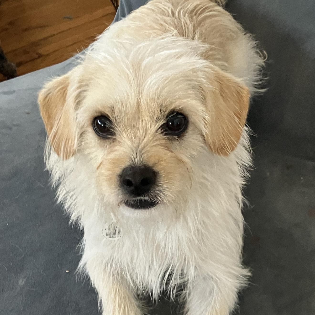 Phoebe , ADOPTABLE, Young Female Border Terrier & Norfolk Terrier.