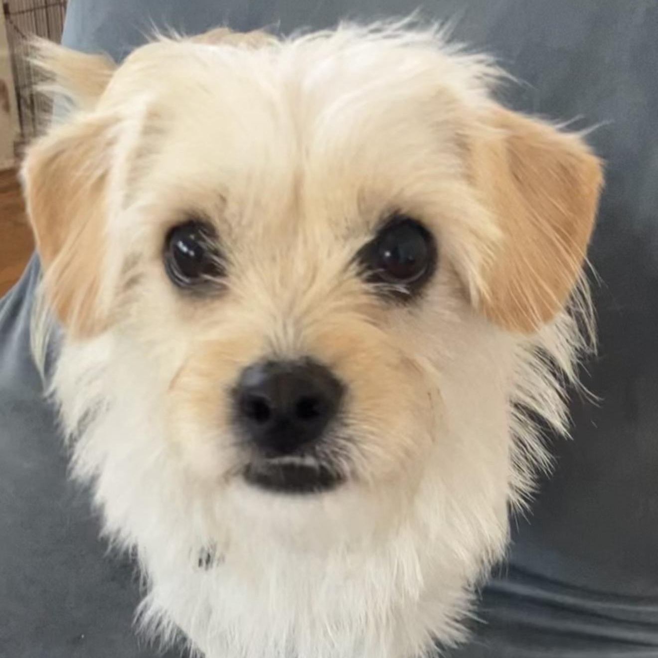 Phoebe , a ADOPTABLE mixed breed in Santa Monica, CA image 2/4