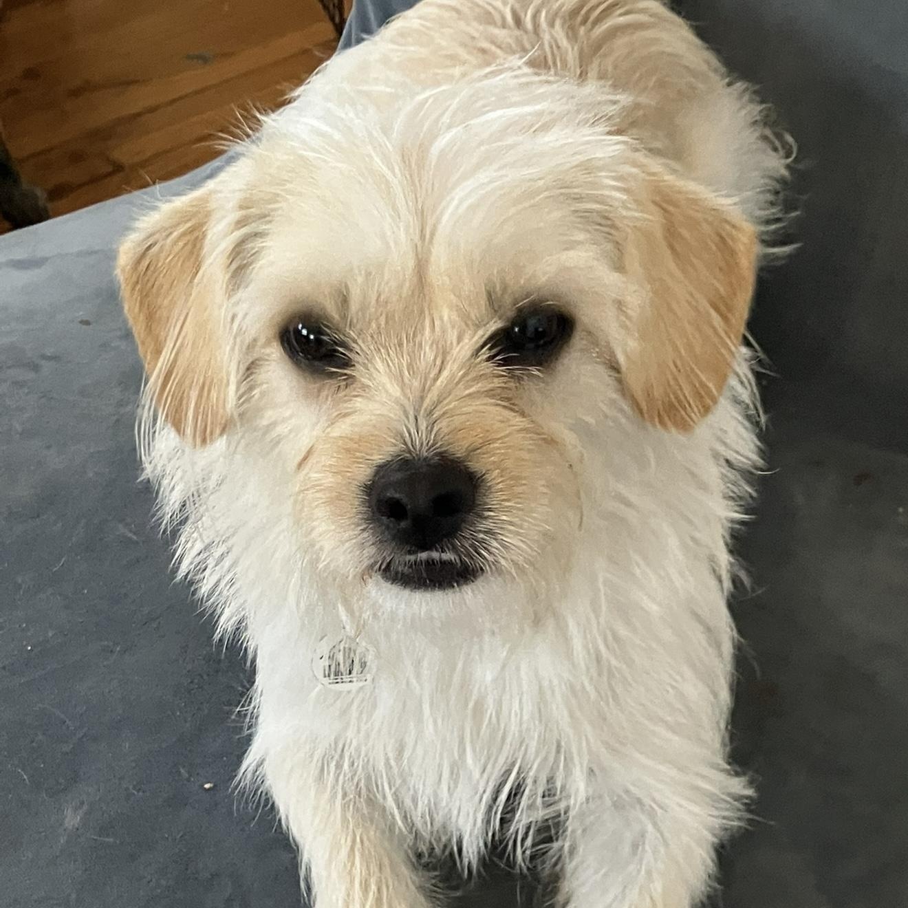 Phoebe , a ADOPTABLE mixed breed in Santa Monica, CA image 3/4