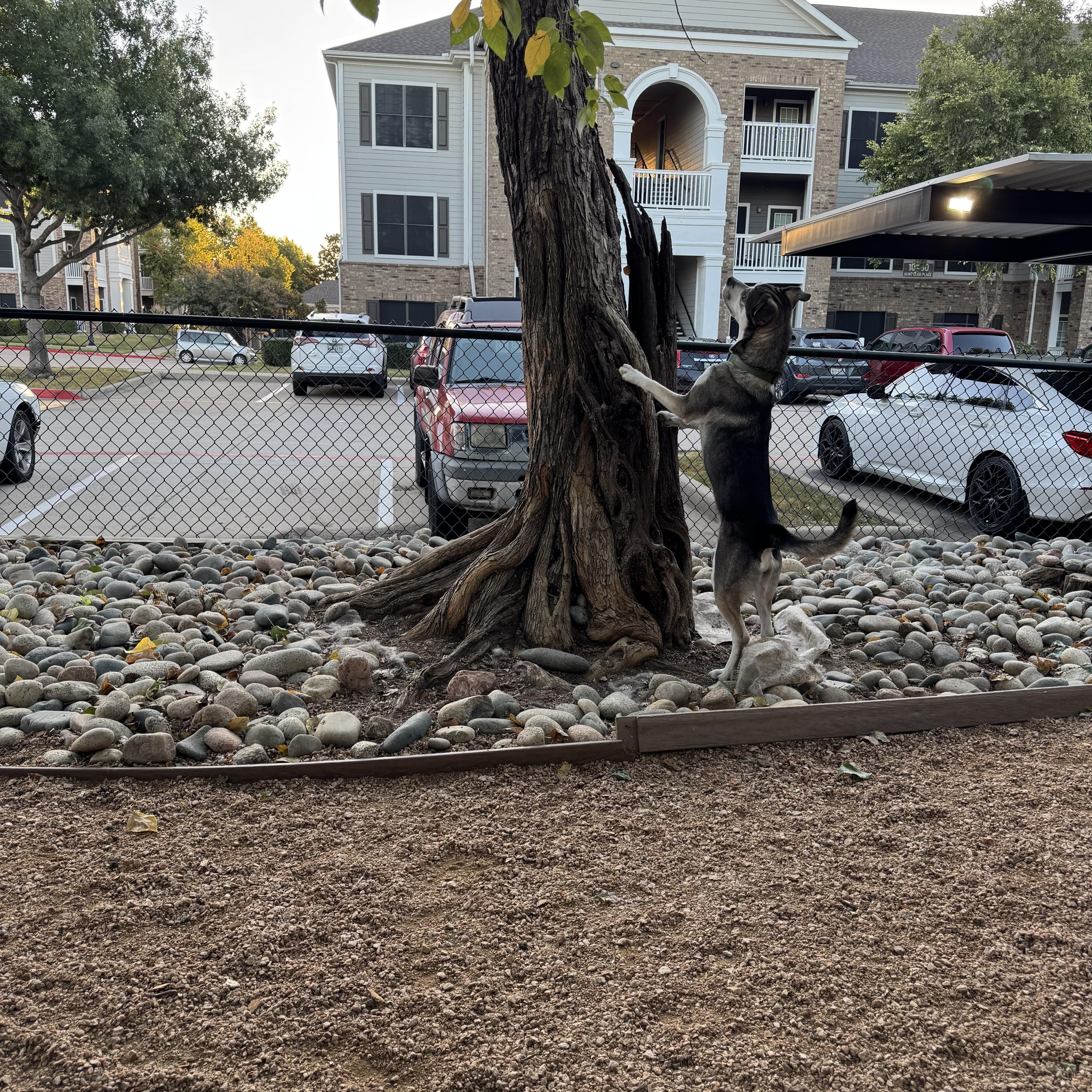 Enlarge Honey, a Adoptable mixed breed in Dallas, TX image 3/6