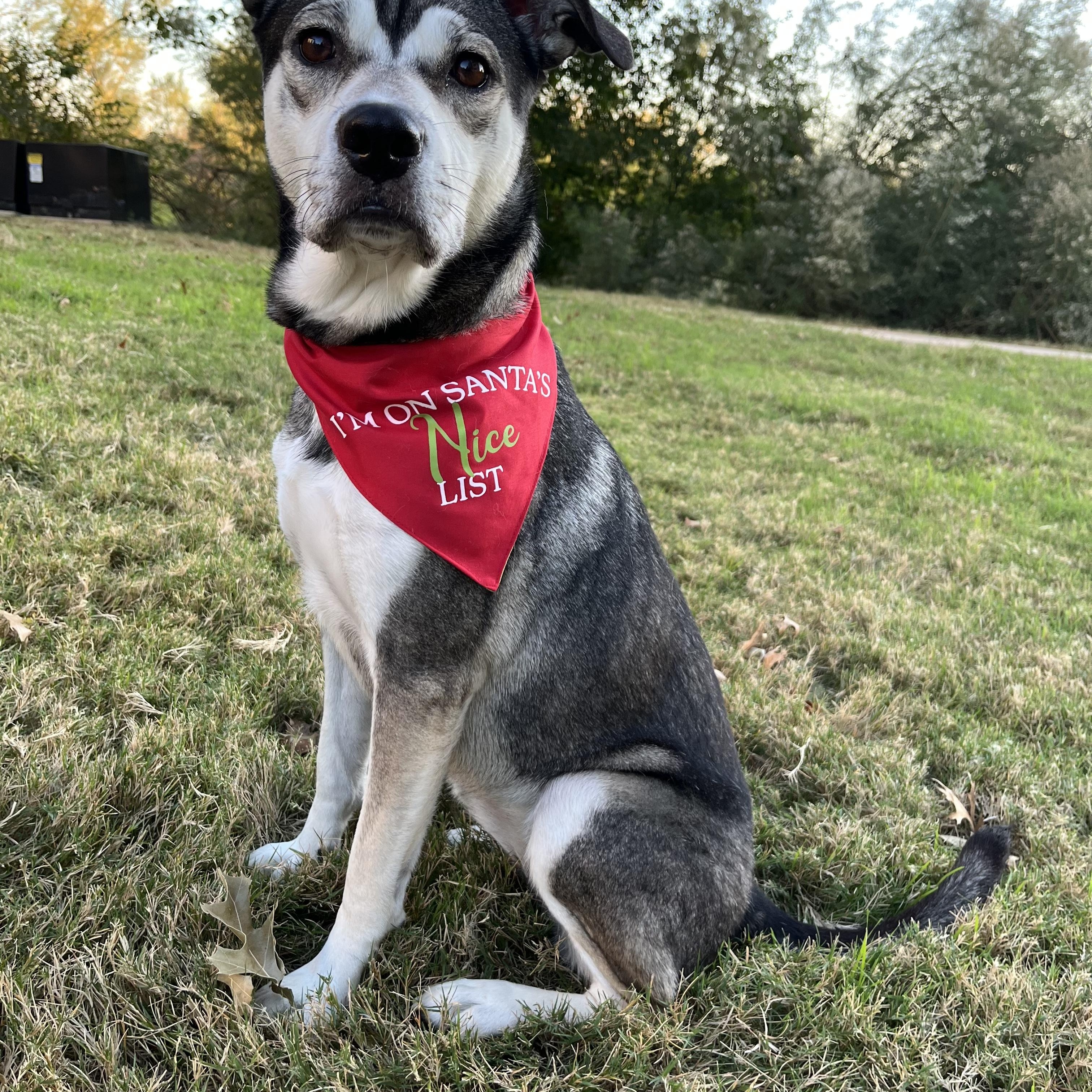 Enlarge Honey, a Adoptable mixed breed in Dallas, TX image 5/6