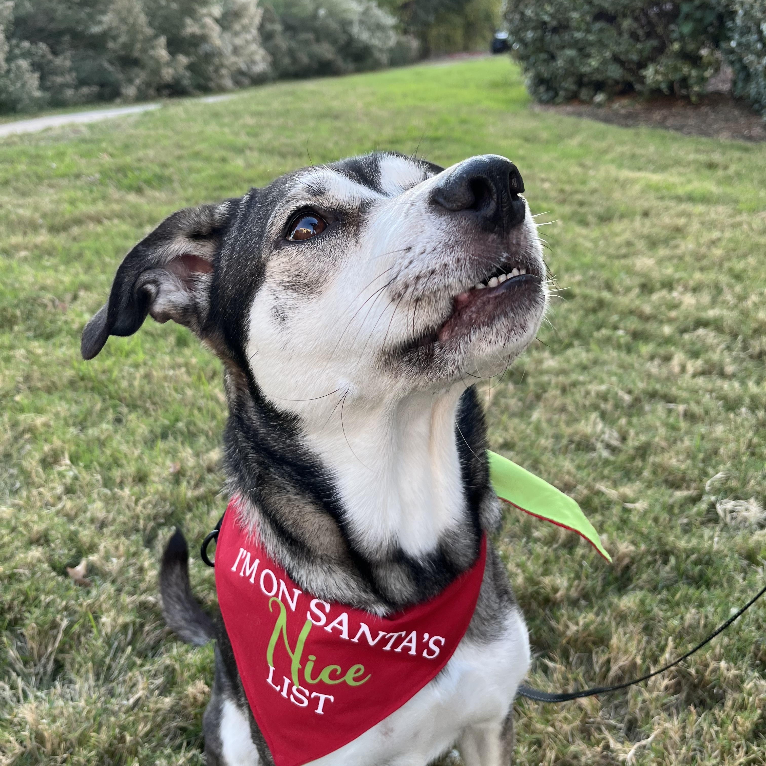 Enlarge Honey, a Adoptable mixed breed in Dallas, TX image 2/6