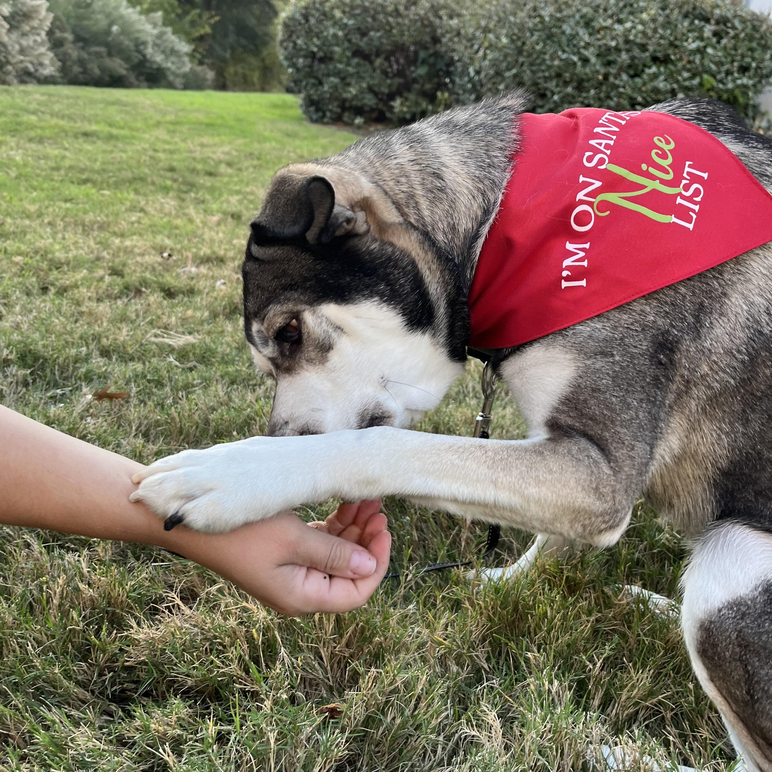 Enlarge Honey, a Adoptable mixed breed in Dallas, TX image 4/6