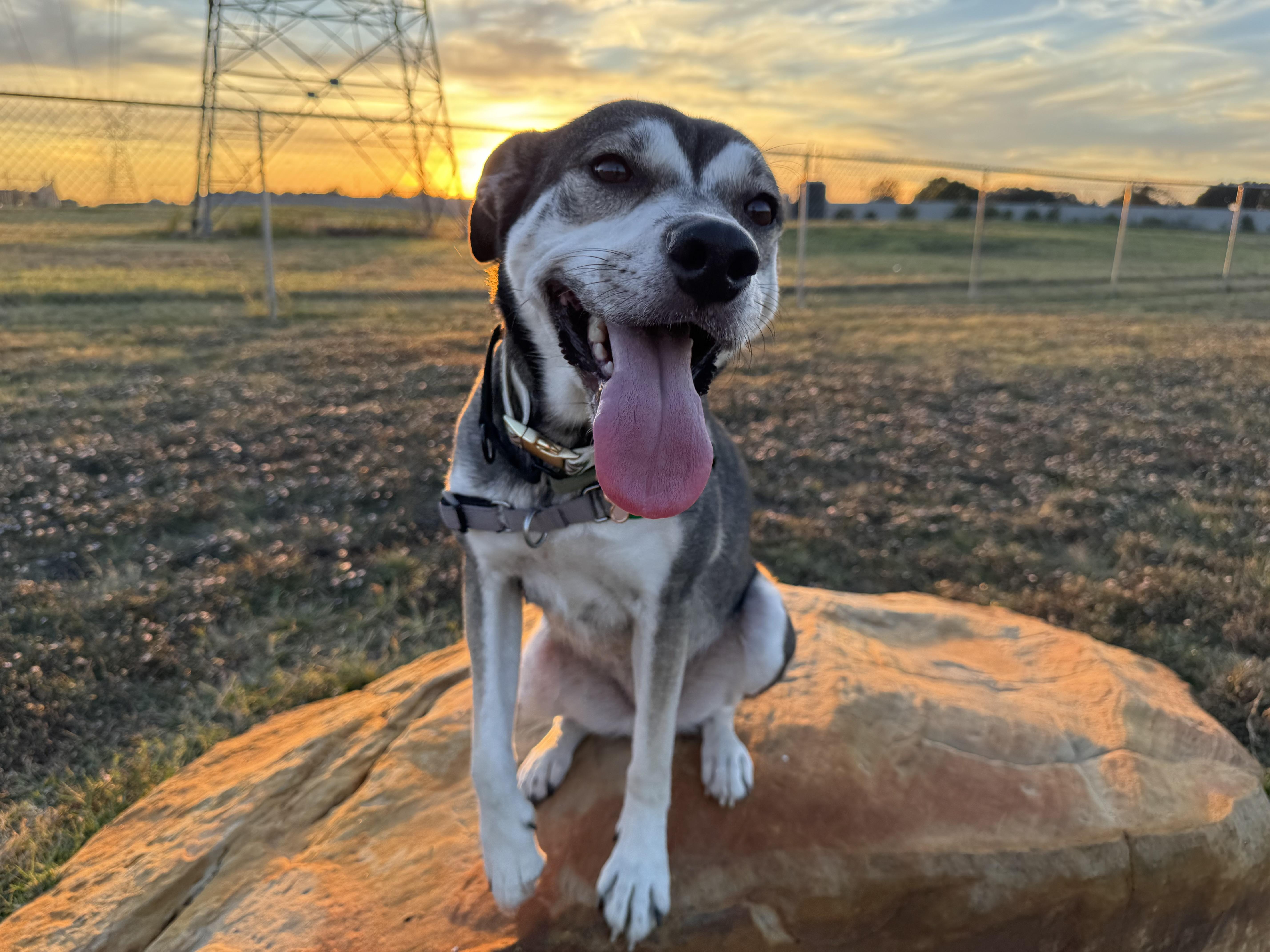 Honey, Adoptable, Adult Female Husky & Catahoula Leopard Dog.