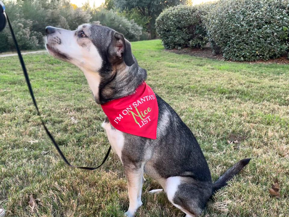 Enlarge Honey, a Adoptable mixed breed in Dallas, TX video 6/6