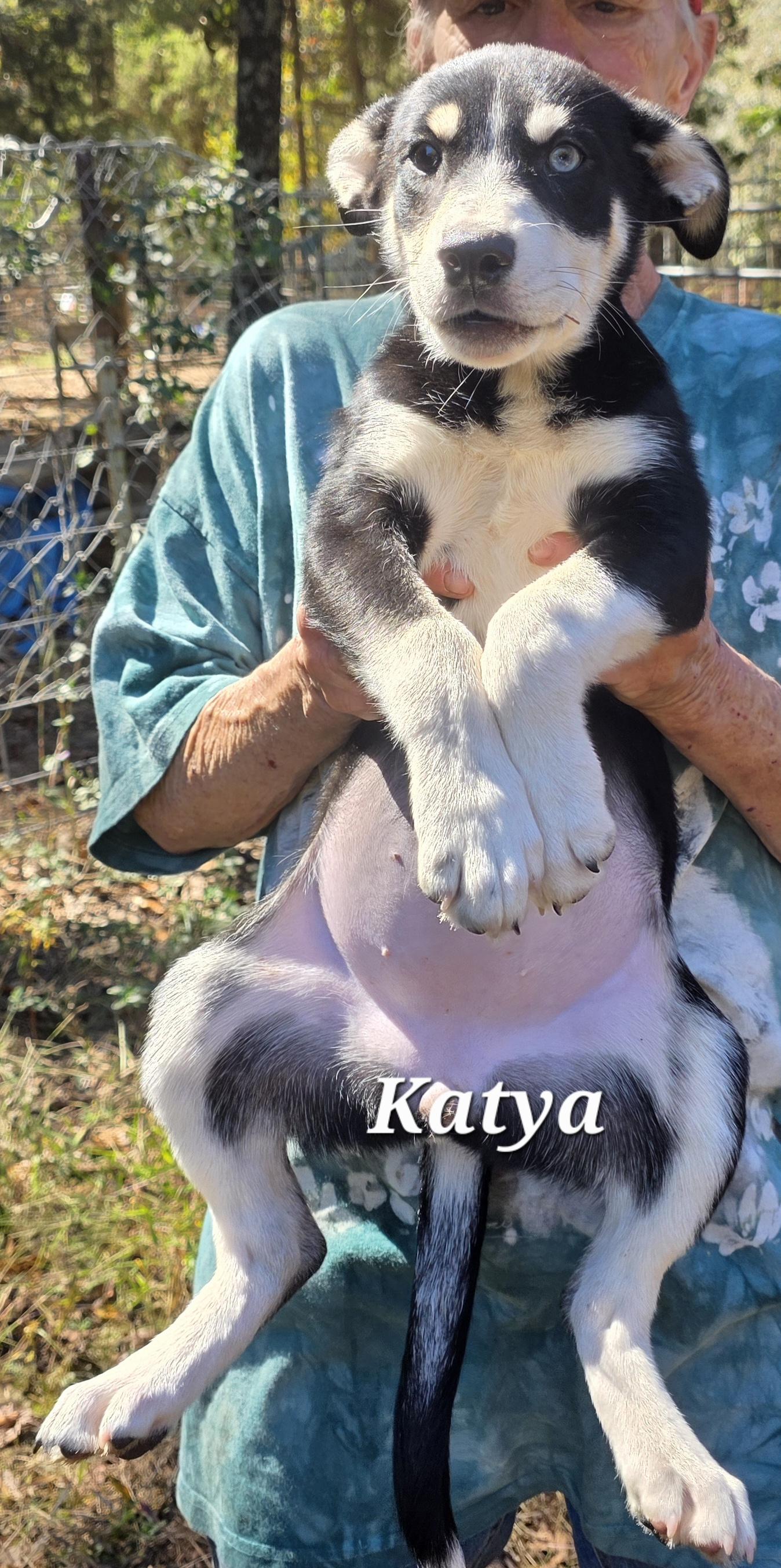 Enlarge Katya, an adopted mixed breed in Warren, RI image 1/6