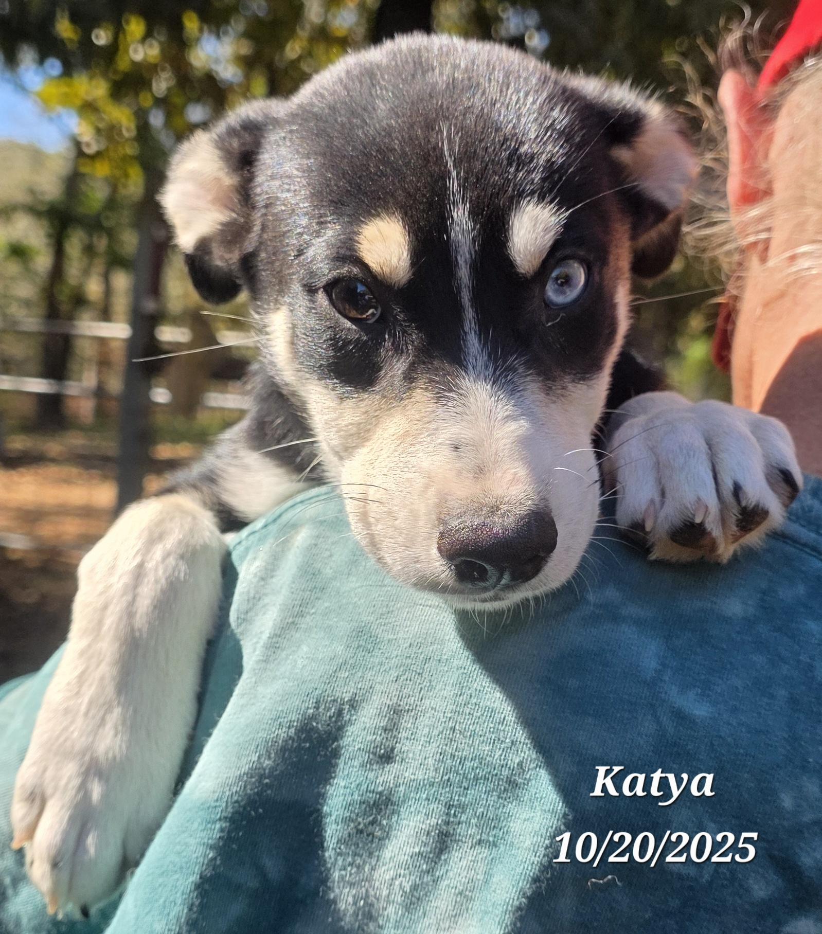 Enlarge Katya, an adopted mixed breed in Warren, RI image 2/6