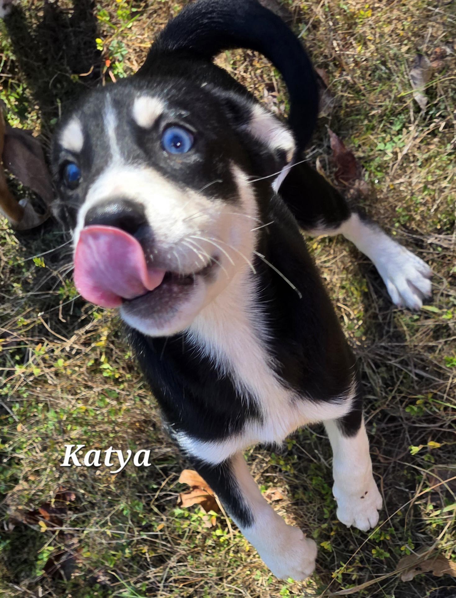 Enlarge Katya, an adopted mixed breed in Warren, RI image 3/6