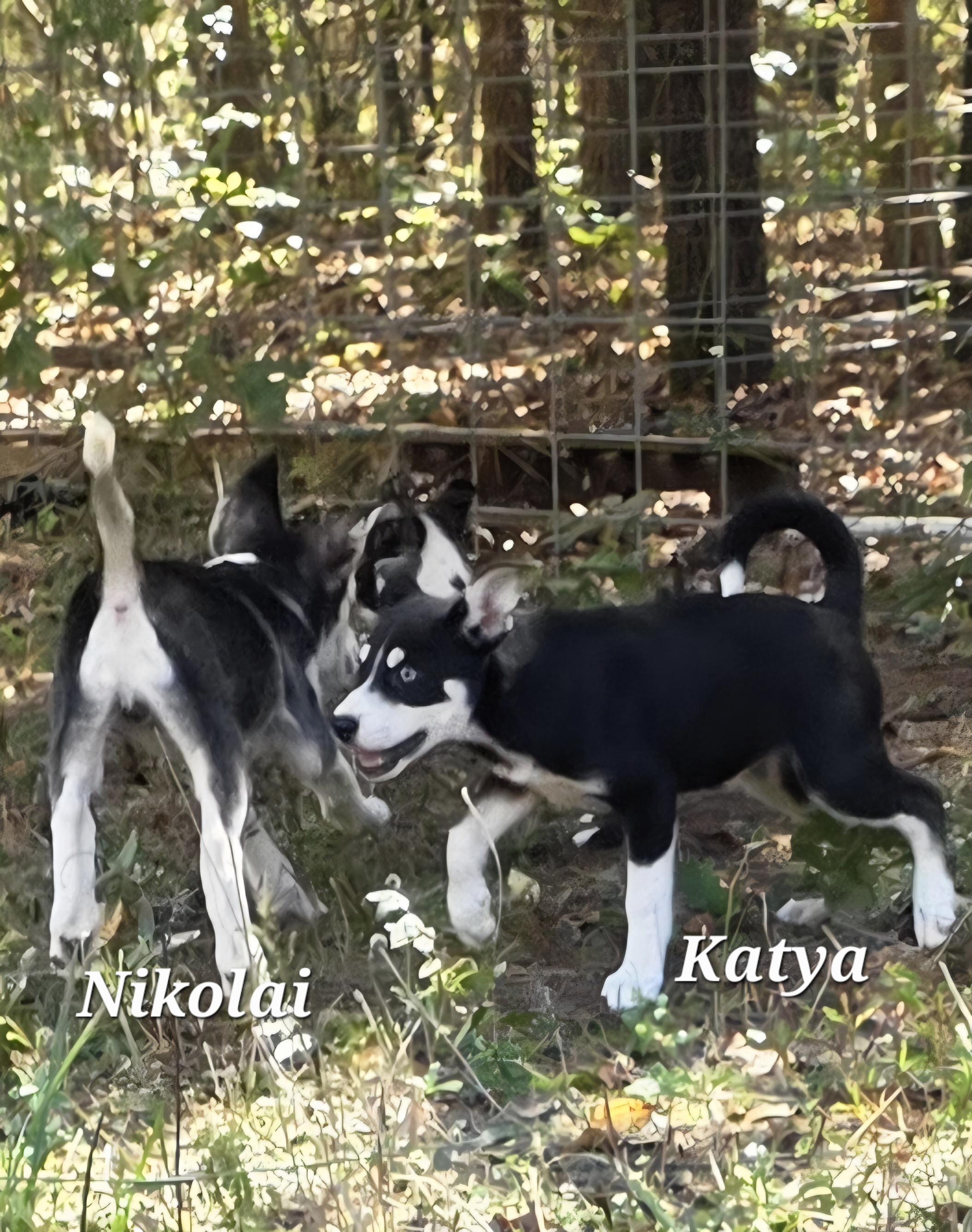 Enlarge Katya, an adopted mixed breed in Warren, RI image 4/6