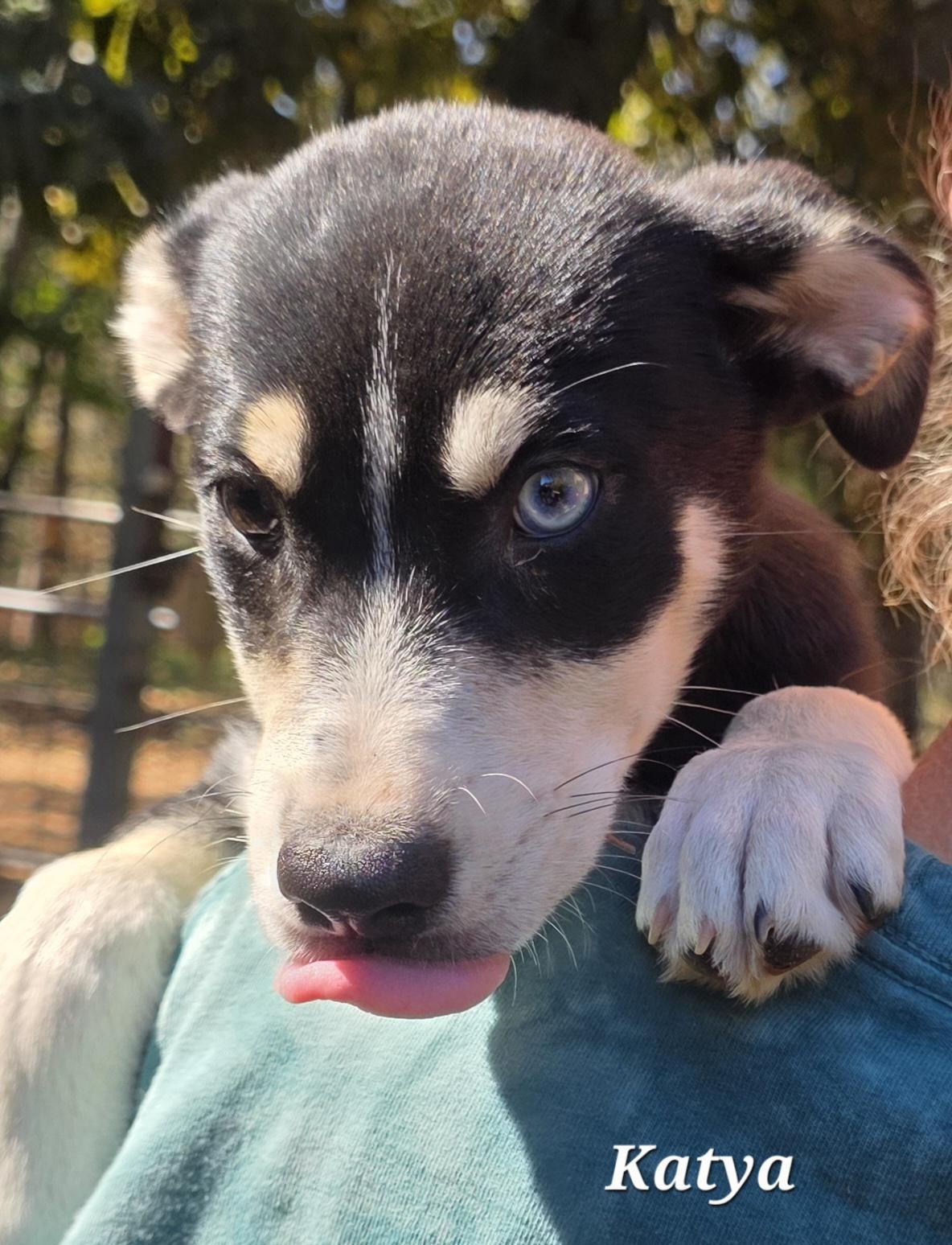 Enlarge Katya, an adopted mixed breed in Warren, RI image 5/6