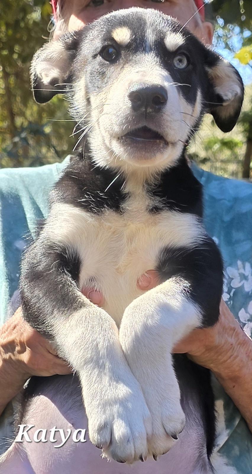 Enlarge Katya, an adopted mixed breed in Warren, RI image 6/6