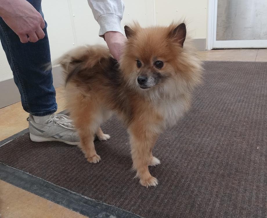Enlarge Ginger Spice (no more applications), a Adopted Pomeranian in Austin, MN image 2/2