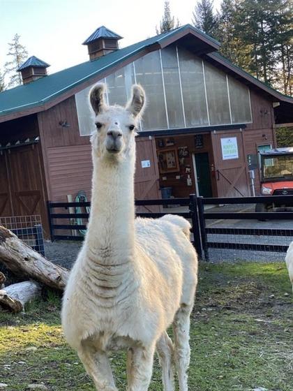 Enlarge Lenny, a Adoptable Llama in Sultan, WA image 1/2