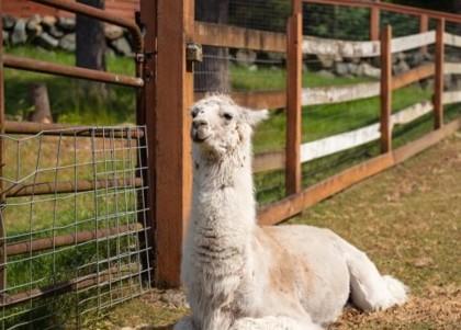 Enlarge Lenny, a Adoptable Llama in Sultan, WA image 2/2