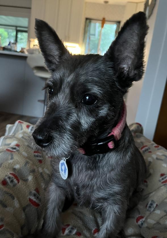 Harlow, Adoptable, Adult Female Cairn Terrier & Schnauzer.