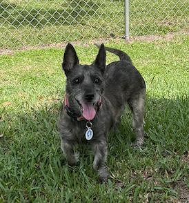 Harlow, a Adoptable mixed breed in Osteen, FL image 2/3