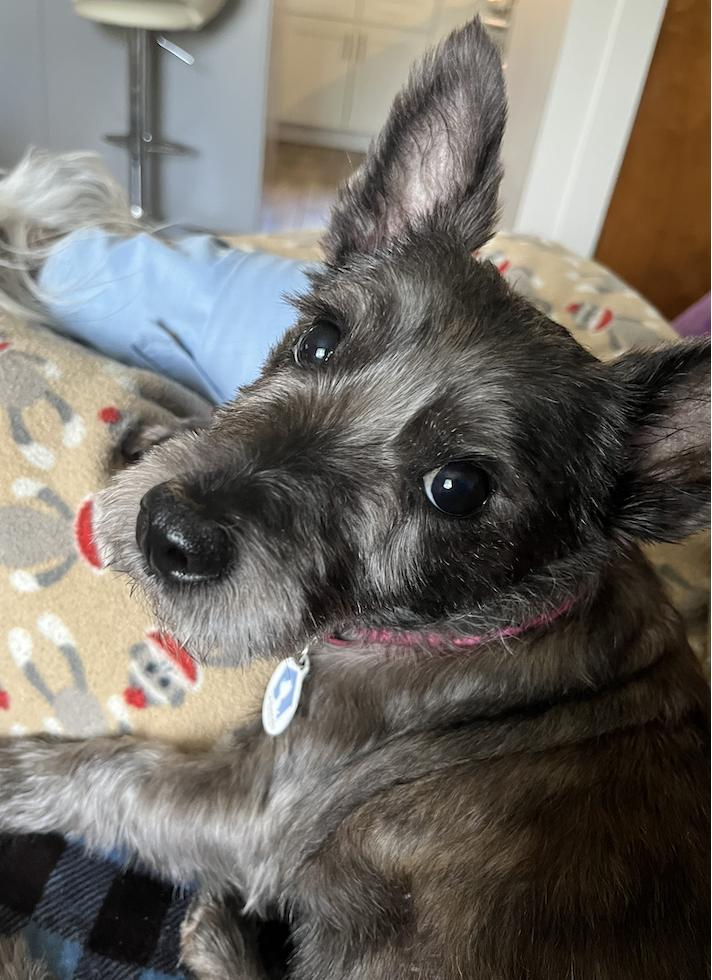 Harlow, a Adoptable mixed breed in Osteen, FL image 3/3