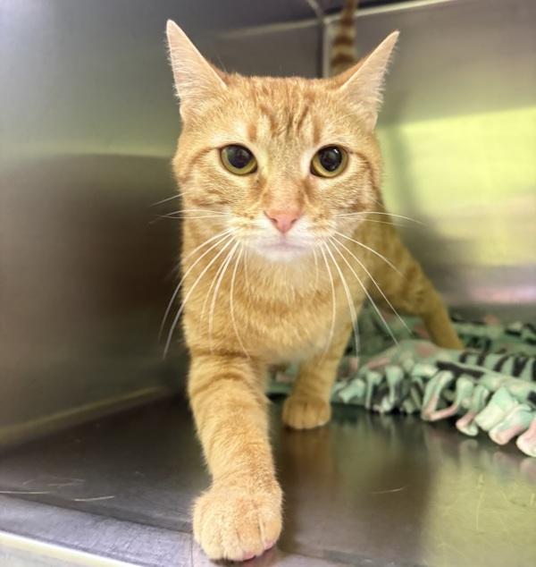 Olivia, Adoptable, Young Female Domestic Short Hair.
