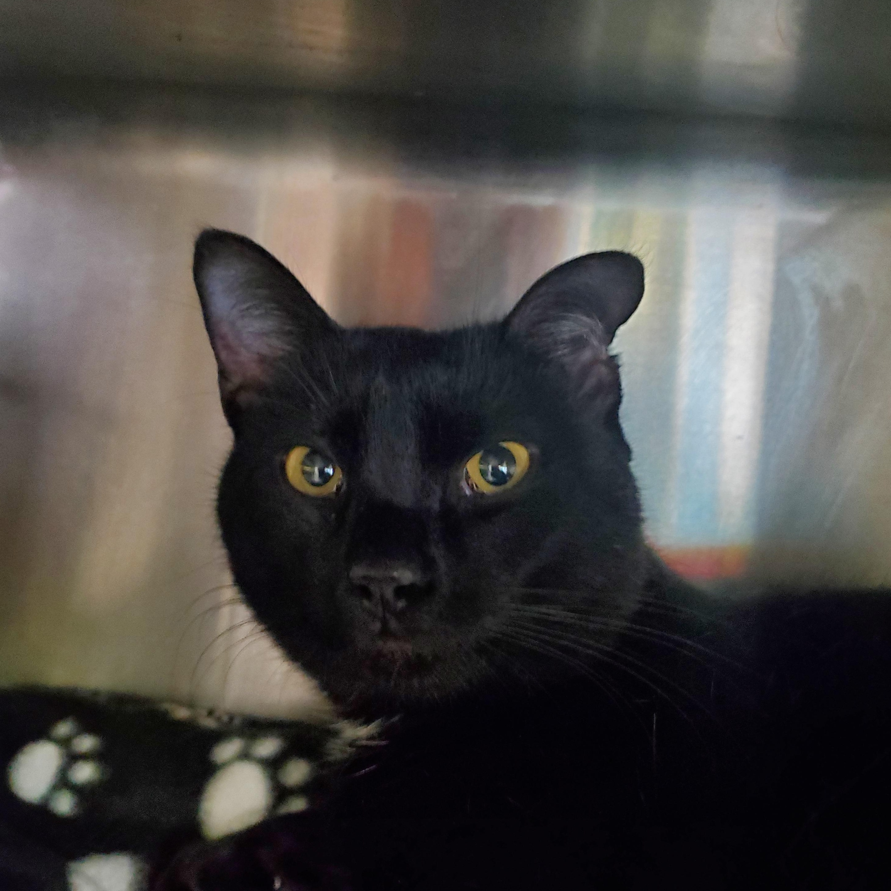 Spooky, Adoptable, Young Male Domestic Short Hair.