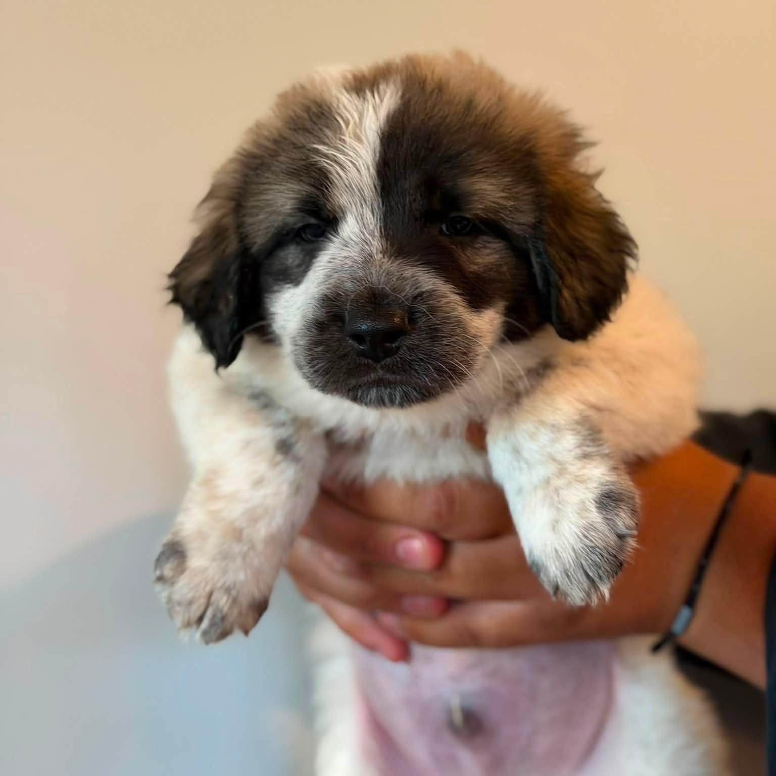 Appa, adopted, Puppy Male Anatolian Shepherd.