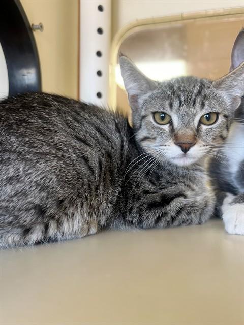 Enlarge TIGER WOODS, a Adoptable Domestic Short Hair in Blythe, CA image 1/1