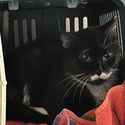 Ruth, Adoptable, Senior Female Domestic Short Hair & Domestic Short Hair.