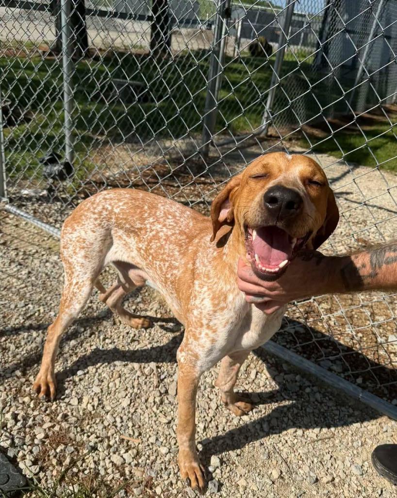 Gunner, Adoptable, Young Male Coonhound.