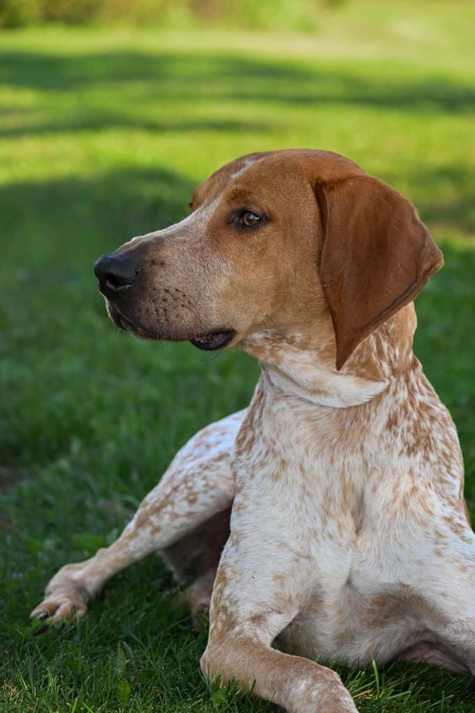 Enlarge Gunner, a Adoptable Coonhound in Lagrange, IN image 2/6