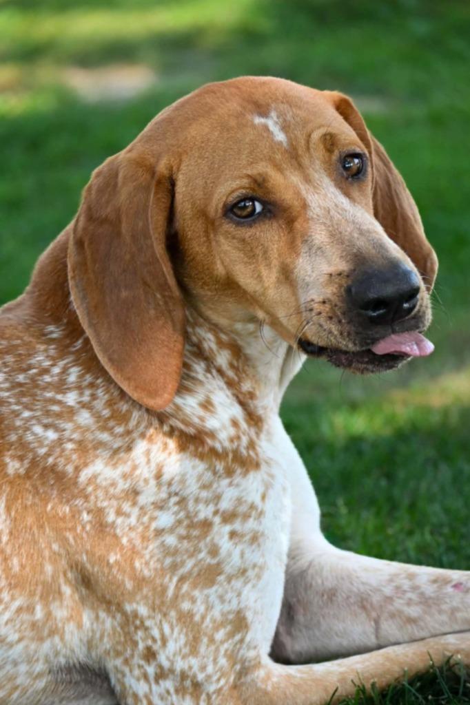 Enlarge Gunner, a Adoptable Coonhound in Lagrange, IN image 3/6