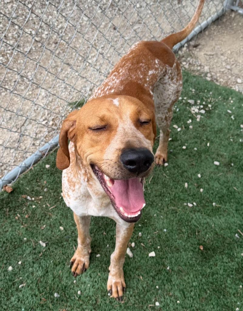 Enlarge Gunner, a Adoptable Coonhound in Lagrange, IN image 4/6