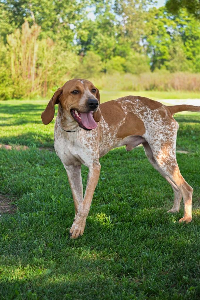 Enlarge Gunner, a Adoptable Coonhound in Lagrange, IN image 5/6
