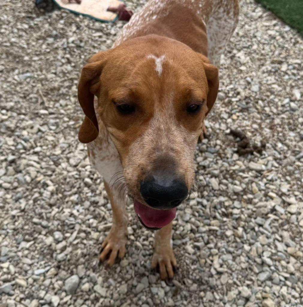 Enlarge Gunner, a Adoptable Coonhound in Lagrange, IN image 6/6