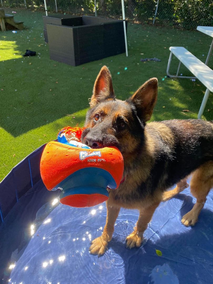 Wolfie, Adopted, Adult Male German Shepherd Dog.