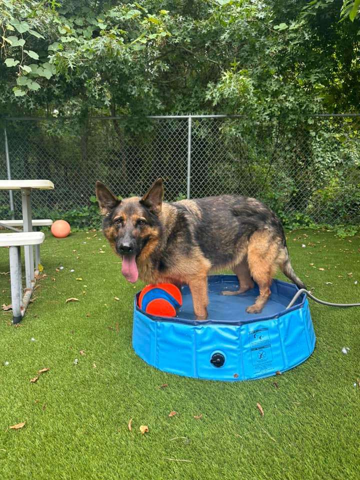 Wolfie, a Adopted German Shepherd Dog in Plymouth, MA image 2/4