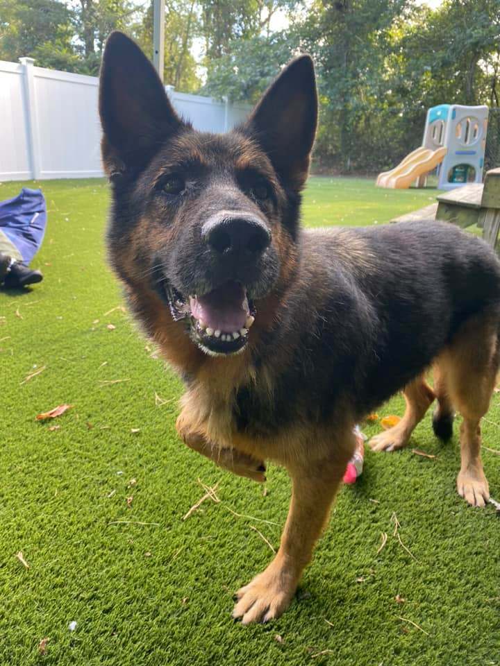 Wolfie, a Adopted German Shepherd Dog in Plymouth, MA image 3/4