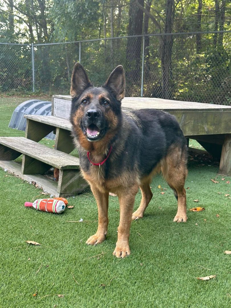 Wolfie, a Adopted German Shepherd Dog in Plymouth, MA image 4/4