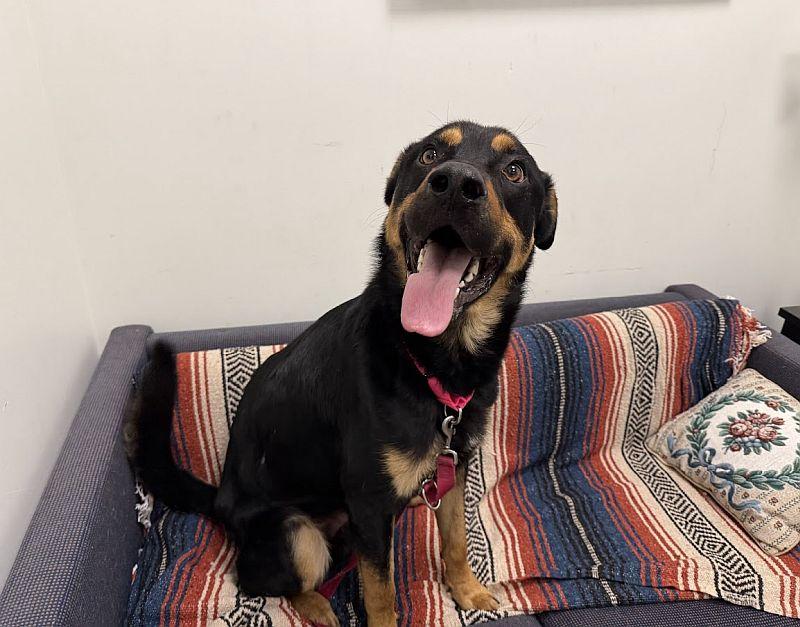 Leonard, a Adoptable mixed breed in Berkeley, CA image 1/6