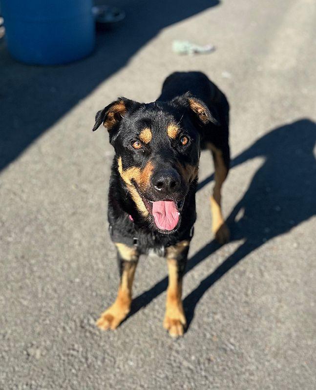 Leonard, a Adoptable mixed breed in Berkeley, CA image 2/6