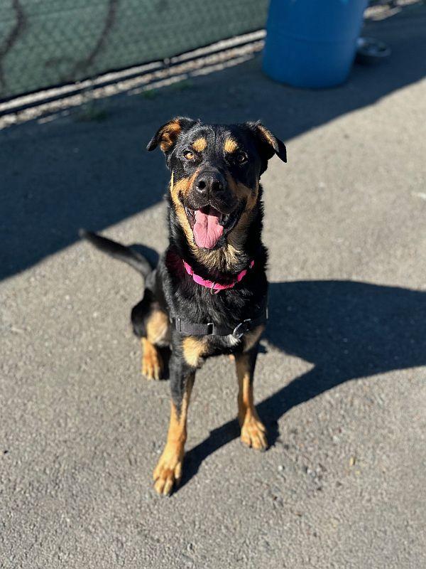 Leonard, a Adoptable mixed breed in Berkeley, CA image 3/6