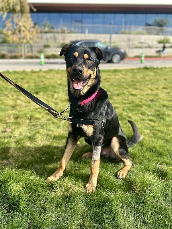 Leonard, a Adoptable mixed breed in Berkeley, CA image 4/6