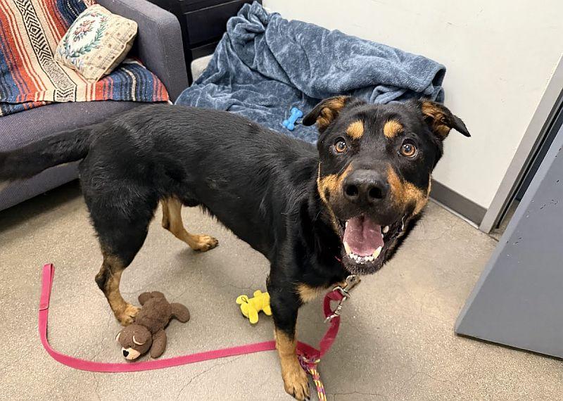 Leonard, a Adoptable mixed breed in Berkeley, CA image 5/6