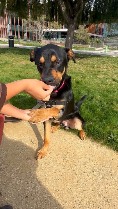 Enlarge Leonard, a Adoptable mixed breed in Berkeley, CA video 6/6